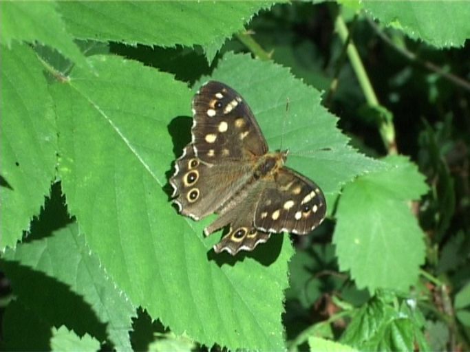 Waldbrettspiel ( Pararge aegera ), Männchen : Niederkrüchten, Elmpter Schwalmbruch, 10.07.2003